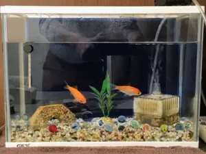 金魚の水槽