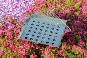 芝桜とファイヤーグリル