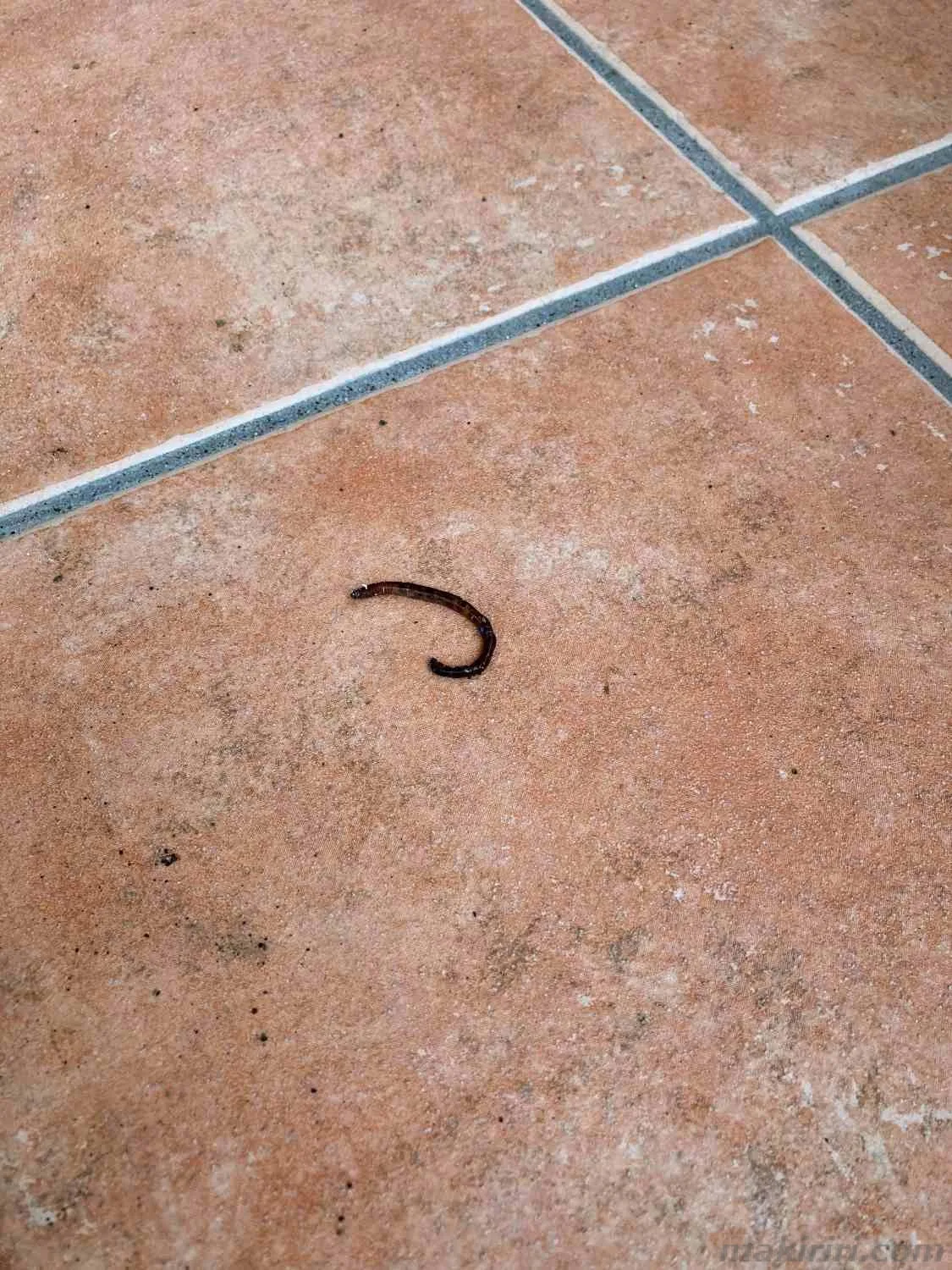 干からびたミミズ