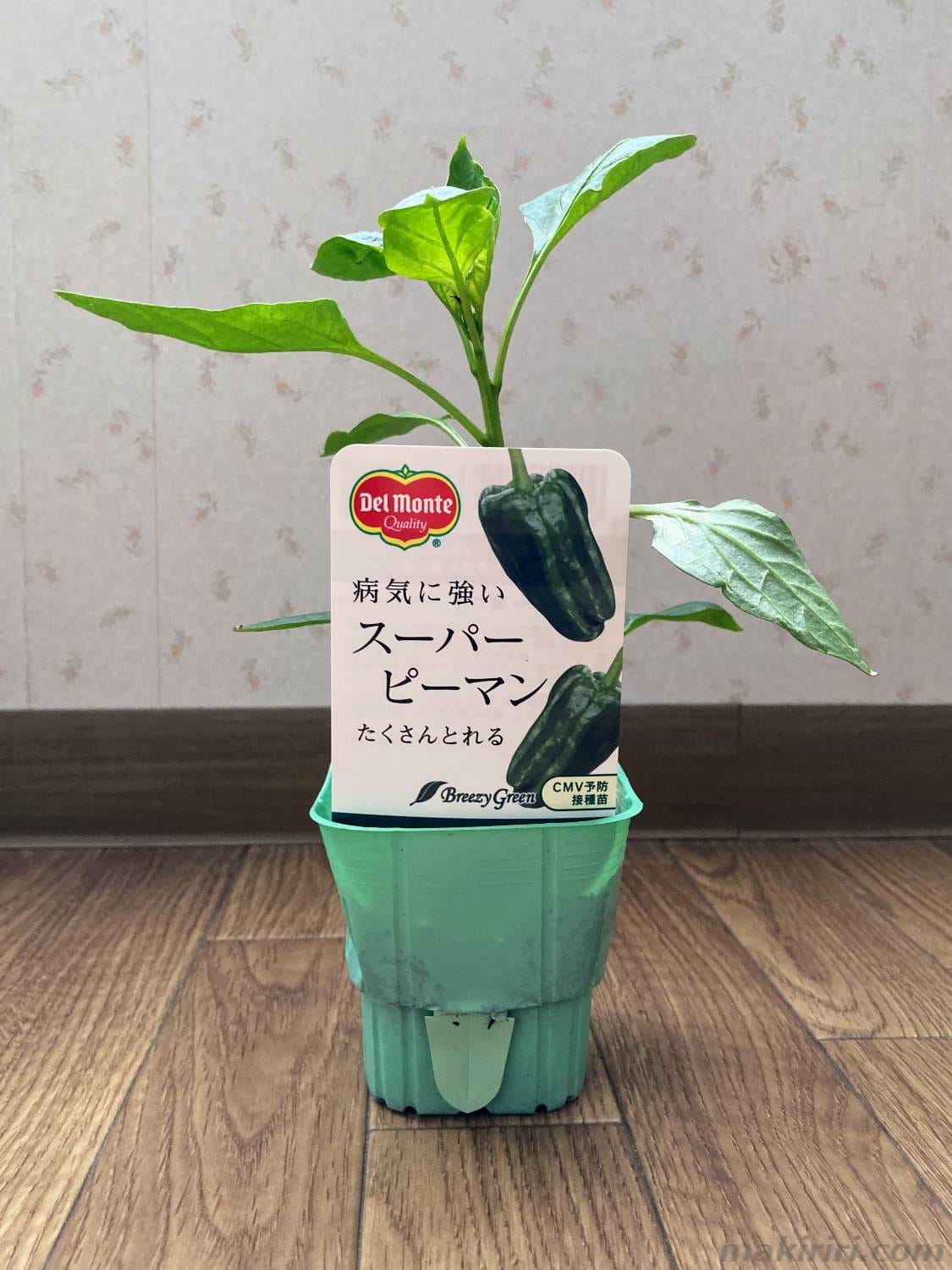 ペットボトル水耕栽培 ピーマン