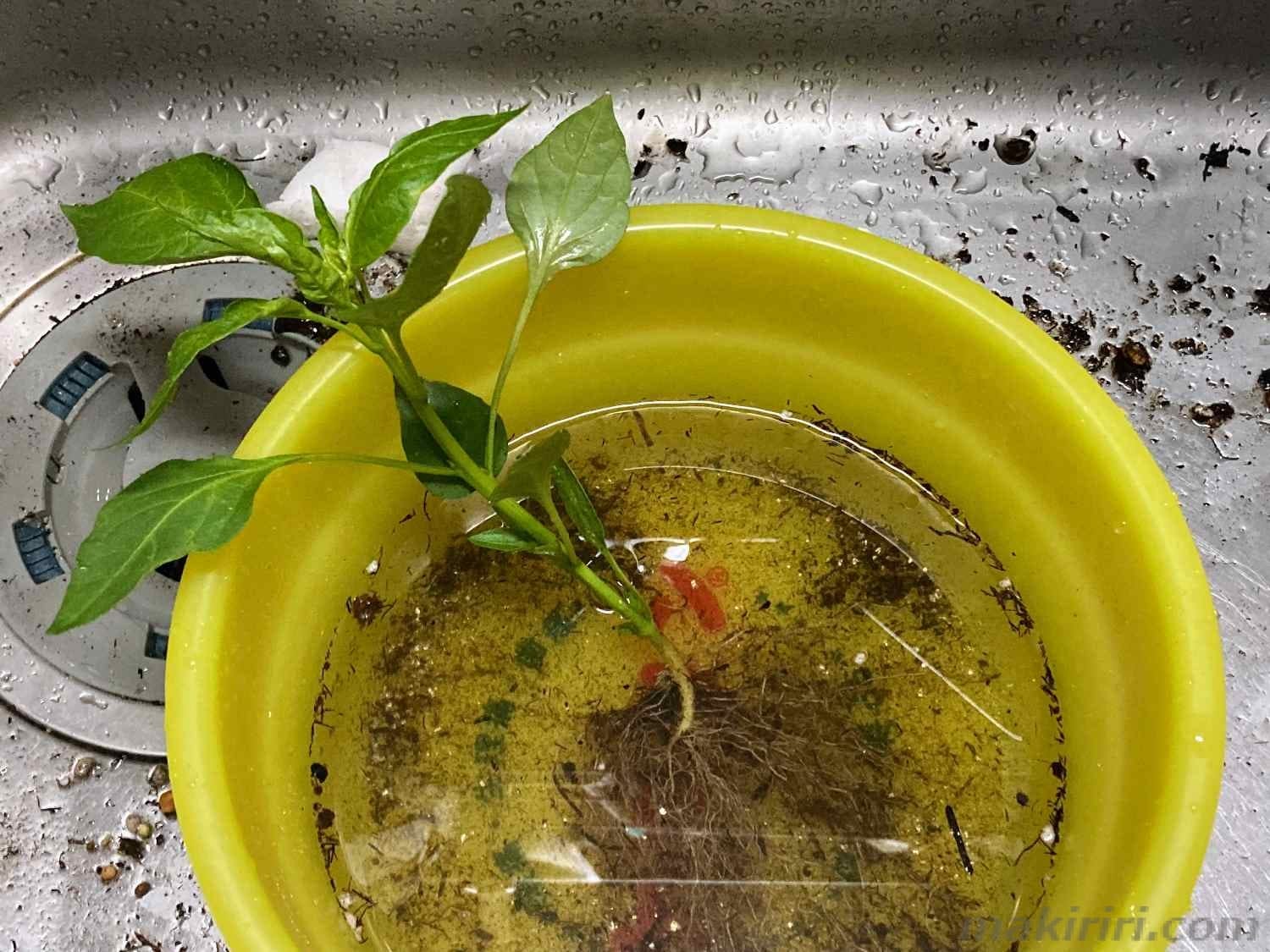 ペットボトル水耕栽培 ピーマン