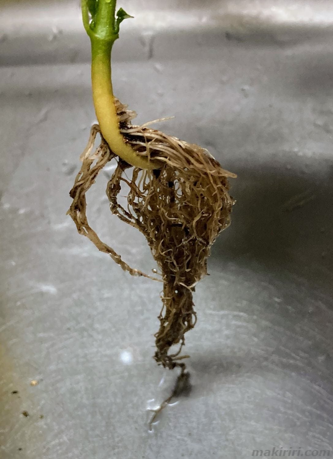 ペットボトル水耕栽培 ピーマン