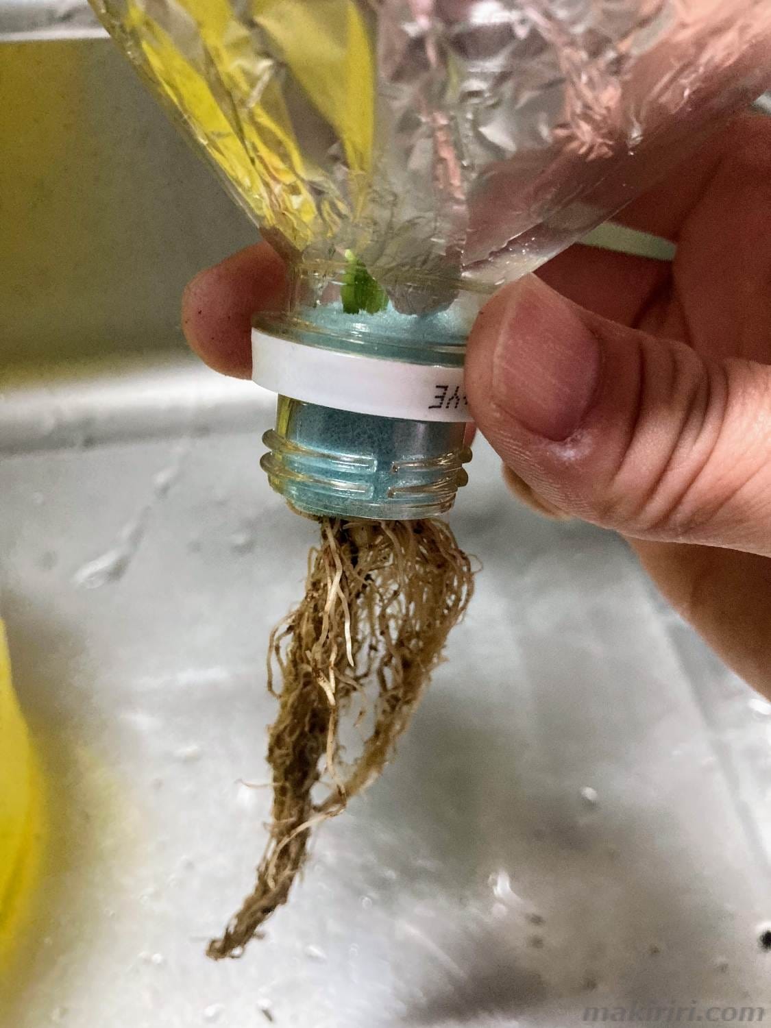 ペットボトル水耕栽培 ピーマン