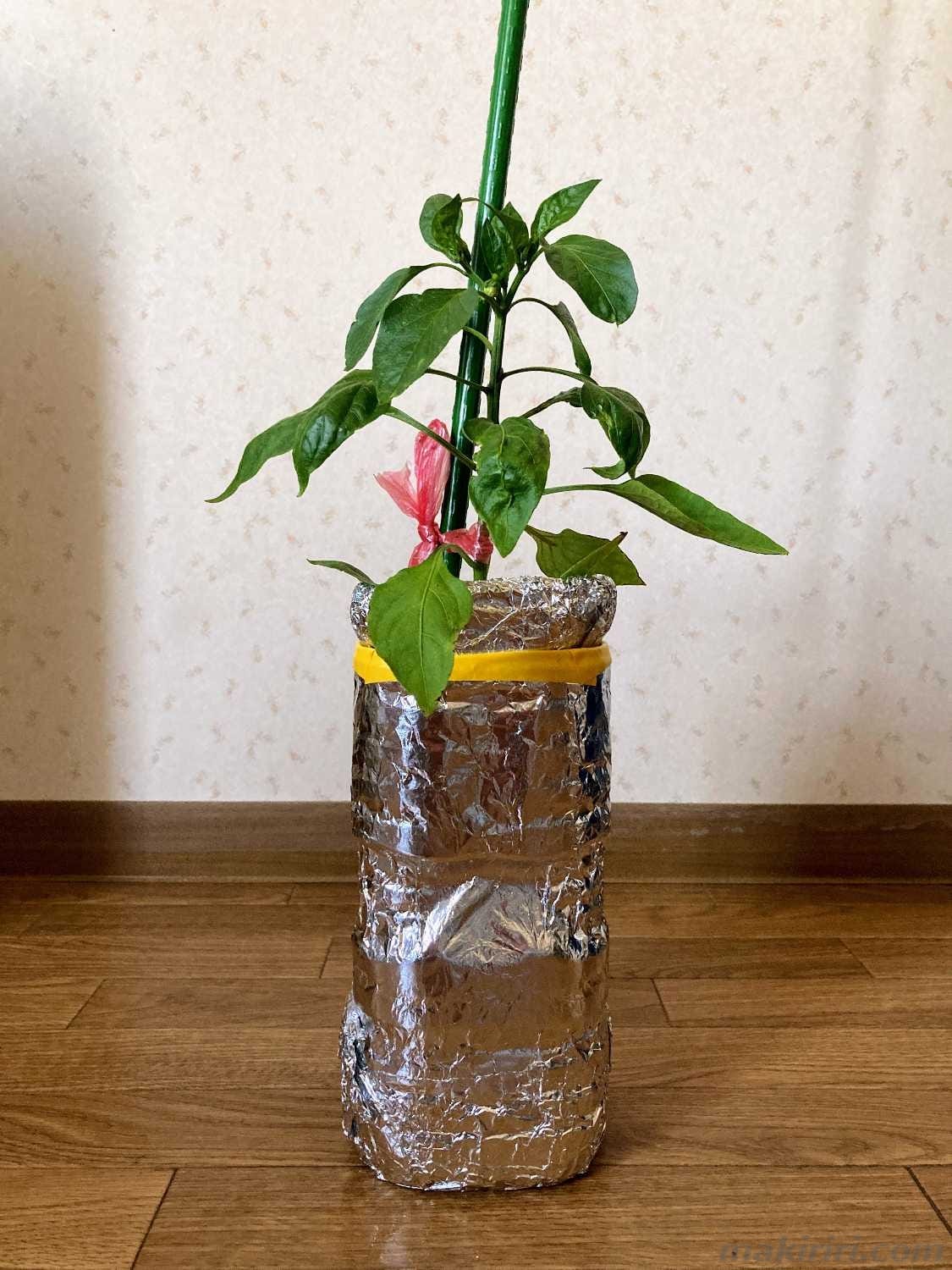 ペットボトル水耕栽培 ピーマン