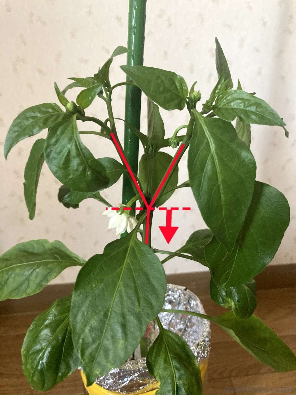 ペットボトル水耕栽培 ピーマン 葉かき