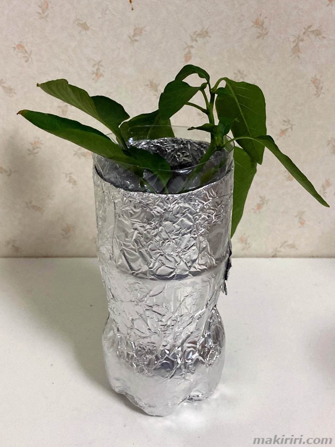 ペットボトル水耕栽培 ピーマン 挿し芽