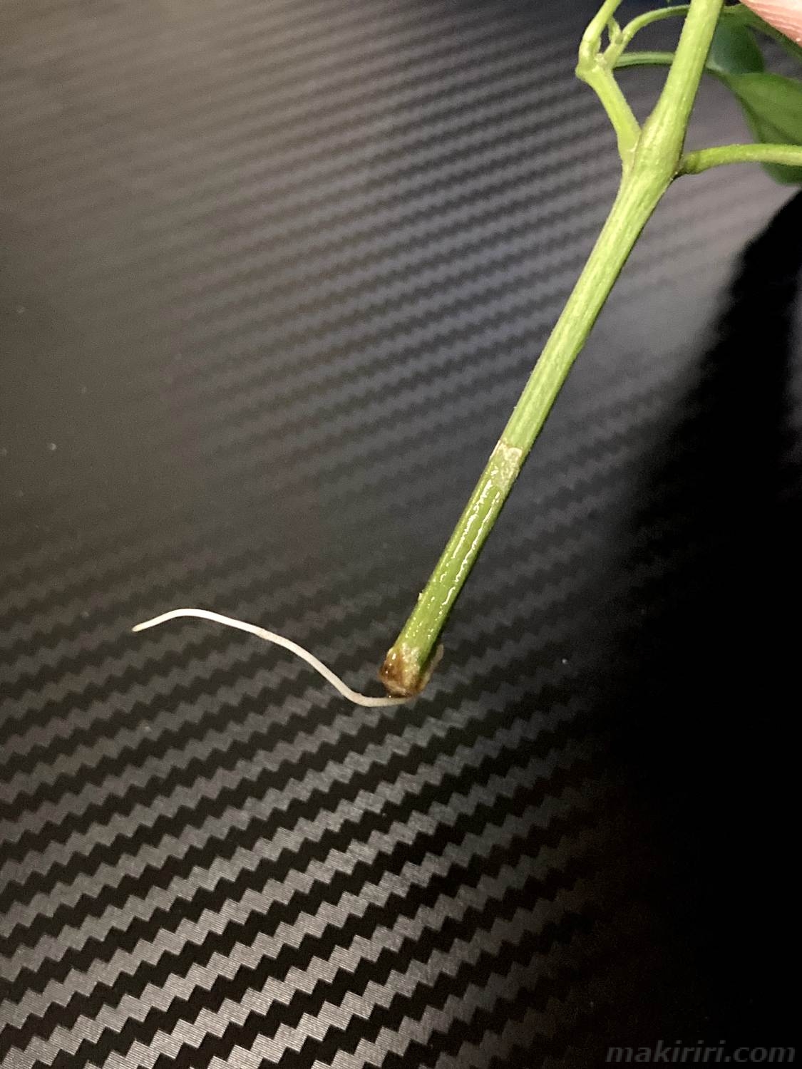 ペットボトル水耕栽培 ピーマン 挿し芽